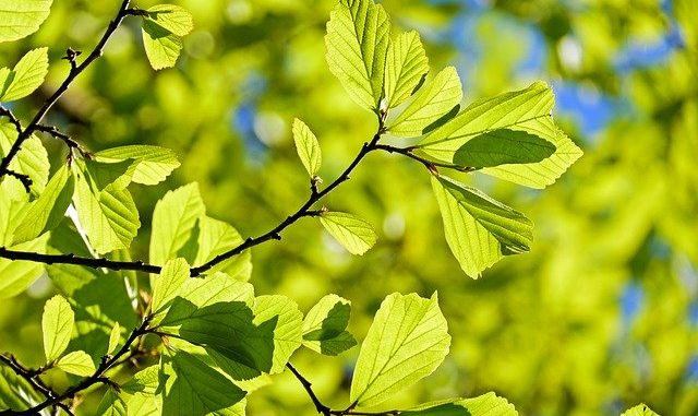 Grüne Blätter, die von der Sonne angestrahlt werden: die KD-Bank möchte Gutes bewirken und finanziert vor allem ethische, soziale und ökologische Projekte