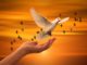Offene Handfläche und weiße Taube, im Hintergrund Sonnenuntergang und Vögel: Die Steyler Bank GmbH setzt sich für Frieden, Gerechtigkeit und Bewahrung der Umwelt ein