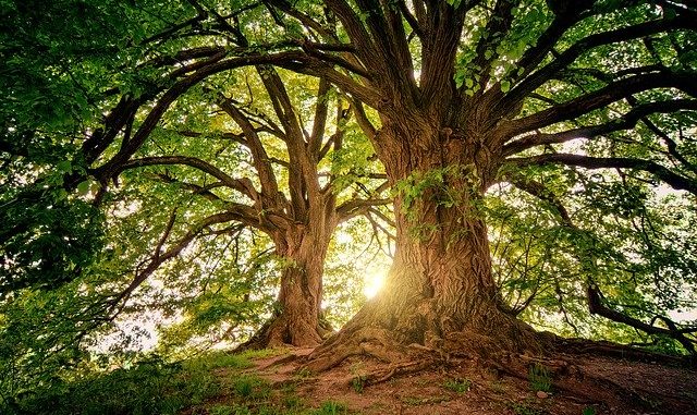 Zwei gesunde grüne Bäume, im Hintergrund die Sonne: Die UmweltBank möchte Ökonomie und Ökologie sinnvoll miteinander verbinden